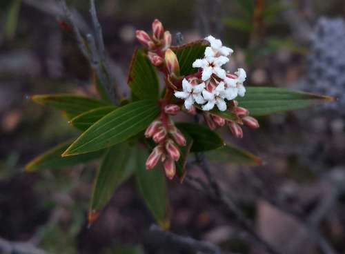 Image of Leucopogon neurophyllus by (c) Russell Best, some rights reserved (CC BY)