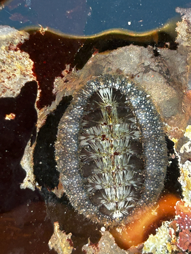 Mopalia lignosa observed 2026-10-26