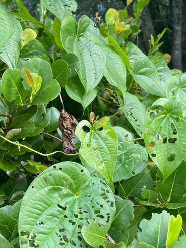 Dioscorea bulbifera observed 2026-10-26