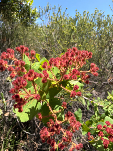 Angophora hispida, 2026-10-27