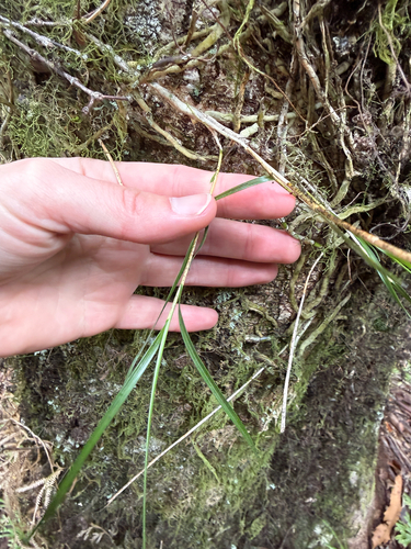 Earina mucronata observed 2026-10-27