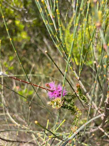 Kunzea observed 2026-10-27