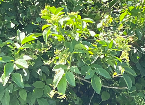 Sambucus nigra observed 2026-10-27