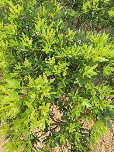 Leucopogon observed 2026-10-27