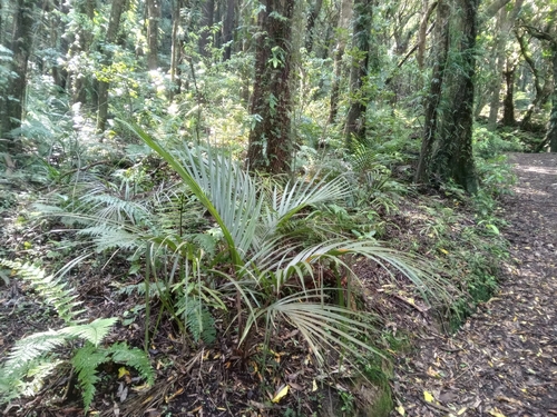 Rhopalostylis sapida, 2026-10-27