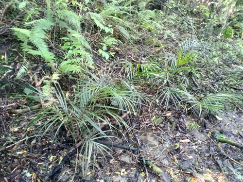 Rhopalostylis sapida, 2026-10-27