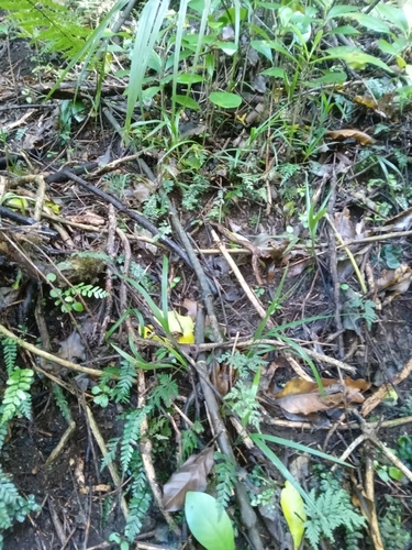 Rhopalostylis sapida, 2026-10-27