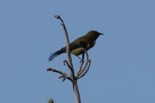 Anthornis melanura observed 2026-10-22