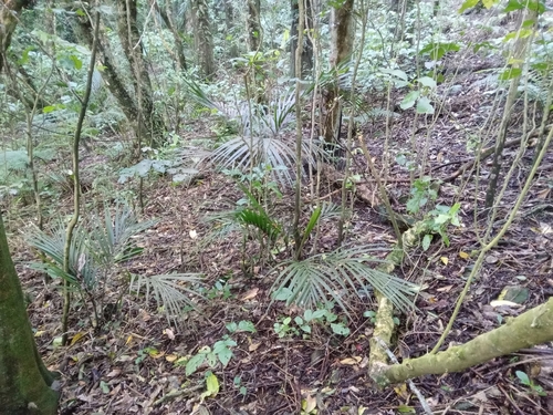 Rhopalostylis sapida, 2026-10-27