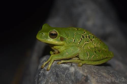 Rioja Tree Frog