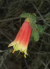 Correa reflexa scabridula