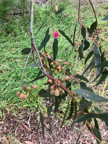 Eucalyptus leucoxylon observed 2026-10-27