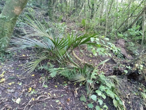 Rhopalostylis sapida, 2026-10-27