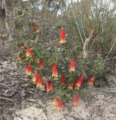 Correa reflexa scabridula