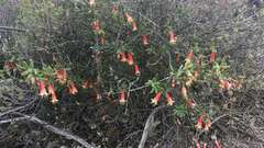 Correa reflexa scabridula