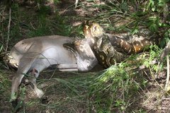 Python natalensis