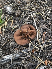 Gyromitra perlata
