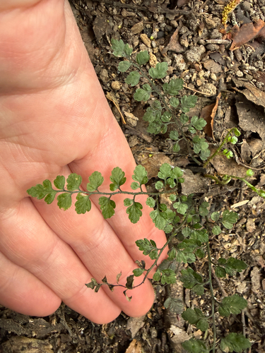 Asplenium bulbiferum observed 2026-10-27