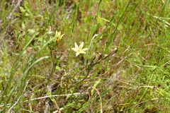 Triteleia ixioides ixioides