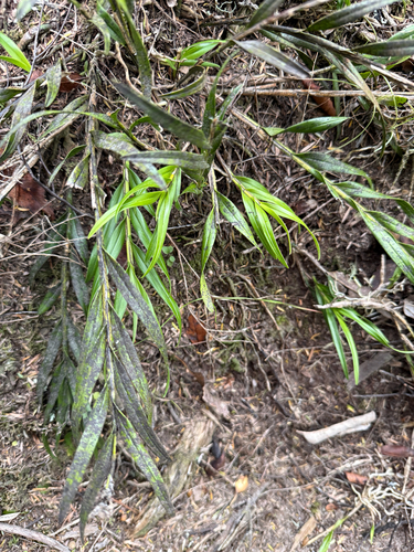 Earina autumnalis observed 2026-10-27