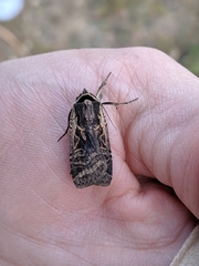 Parabagrotis formalis