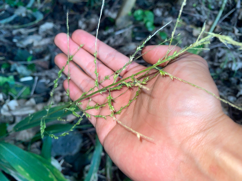 Setaria palmifolia observed 2026-10-26