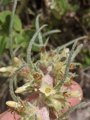 Ipomopsis spicata spicata