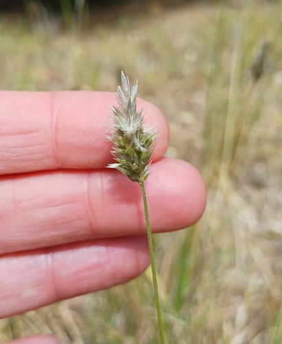 Enneapogon nigricans, 2026-10-27