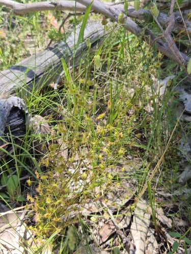 Drosera peltata observed 2026-10-27