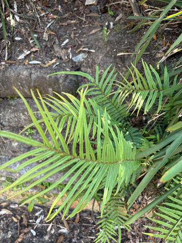 Pteris vittata observed 2026-10-27