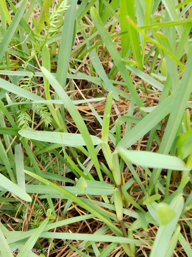Stenotaphrum secundatum observed 2026-10-27