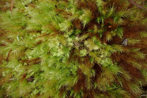 Pyrrhobryum spiniforme observed 2026-10-26
