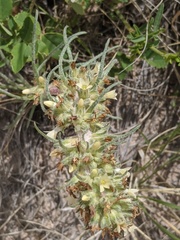 Ipomopsis spicata spicata
