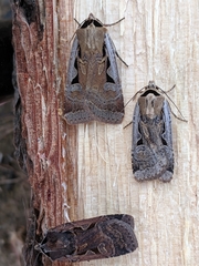 Parabagrotis formalis