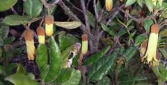 Correa lawrenceana grampiana
