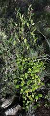 Correa lawrenceana grampiana