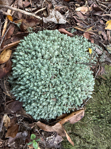 Leucobryum candidum observed 2026-10-27