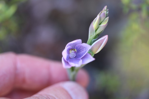 Thelymitra pulchella, 2026-10-24