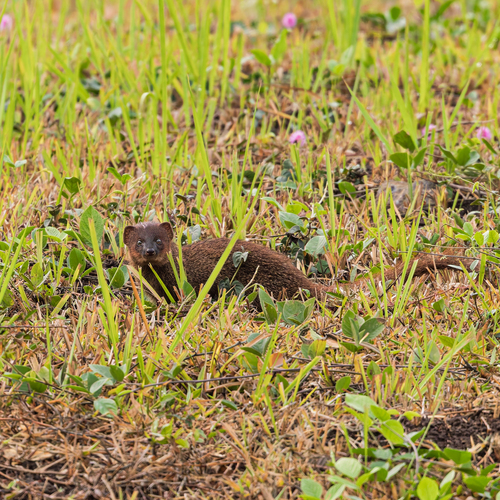 Herpestes javanicus observed 2026-10-27