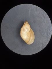 Novisuccinea ovalis