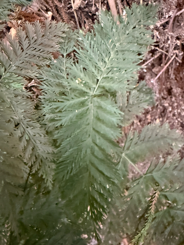 Leptopteris hymenophylloides observed 2026-10-27