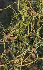 Cassytha glabella dispar