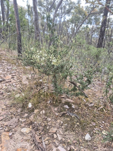 Bursaria spinosa observed 2026-10-27