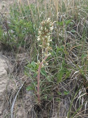 Ipomopsis spicata spicata