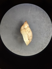 Novisuccinea ovalis