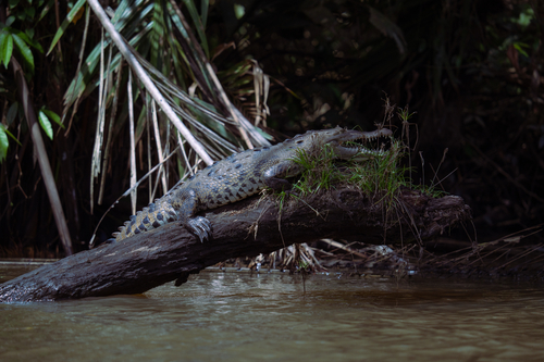 Crocodylus observed 2026-10-26