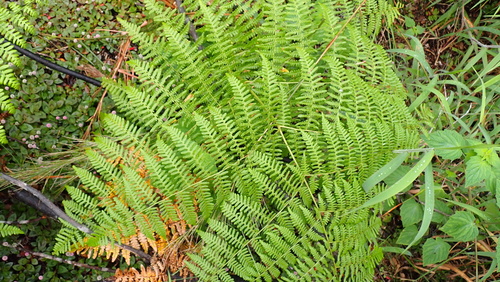 Pteridium, 2026-10-26