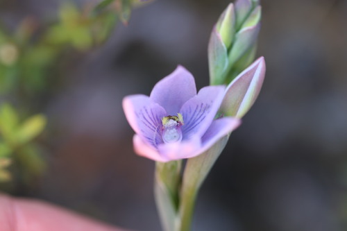 Thelymitra pulchella, 2026-10-24