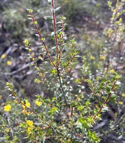 Leucopogon observed 2026-10-27
