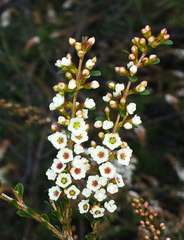 Thryptomene calycina